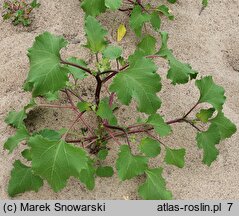 Xanthium albinum (rzepień włoski)