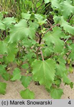 Xanthium albinum (rzepień włoski)