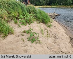 Xanthium albinum (rzepień włoski)