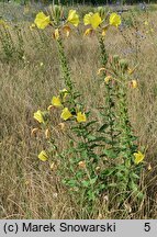 Oenothera glazioviana (wiesiołek czerwonokielichowy)