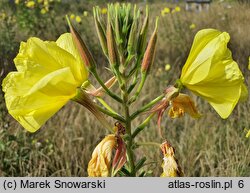 Oenothera glazioviana (wiesiołek czerwonokielichowy)