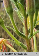 Oenothera glazioviana (wiesiołek czerwonokielichowy)