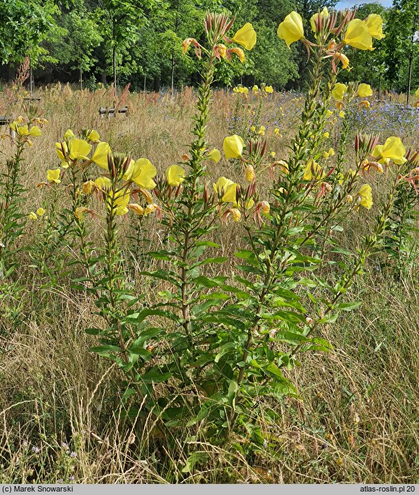 Oenothera glazioviana (wiesiołek czerwonokielichowy)