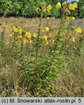 Oenothera glazioviana (wiesiołek czerwonokielichowy)