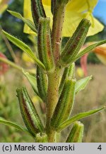 Oenothera glazioviana (wiesiołek czerwonokielichowy)