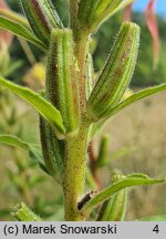 Oenothera glazioviana (wiesiołek czerwonokielichowy)