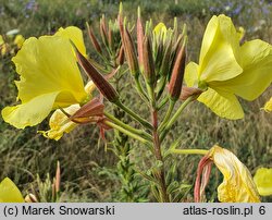 Oenothera glazioviana (wiesiołek czerwonokielichowy)