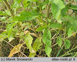 Oenothera glazioviana (wiesiołek czerwonokielichowy)