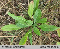 Oenothera glazioviana (wiesiołek czerwonokielichowy)