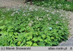 Eurybia macrophylla (aster wielkolistny)