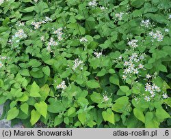 Eurybia macrophylla (aster wielkolistny)
