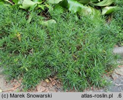 Iberis sempervirens Schneeflocke
