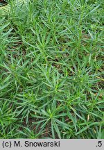 Iberis sempervirens Schneeflocke