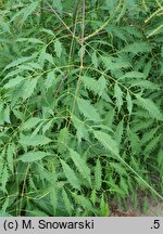 Aruncus sylvestris Kneiffii