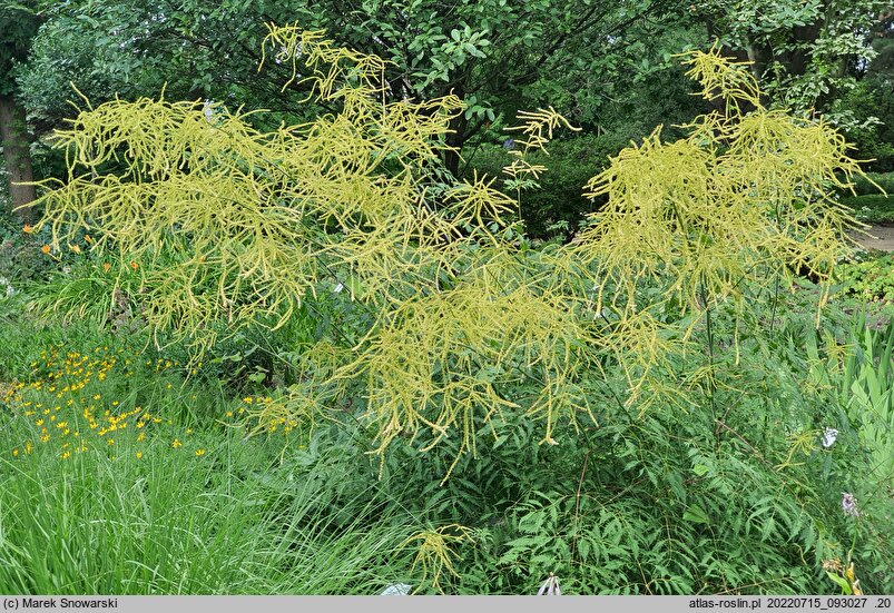Aruncus sylvestris Kneiffii