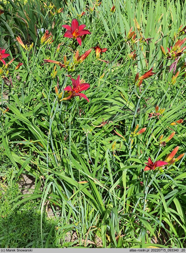 Hemerocallis ×hybrida Douglas Dale