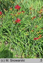Hemerocallis ×hybrida Douglas Dale