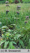 Phlomis samia (żeleźniak samijski)