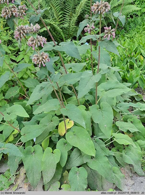 Phlomis samia (żeleźniak samijski)