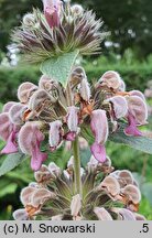 Phlomis samia (żeleźniak samijski)