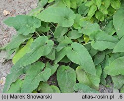 Phlomis samia (żeleźniak samijski)