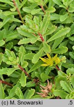 Phedimus floriferus (rozchodnik kwiecisty)