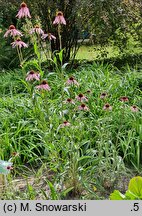 Echinacea angustifolia (jeżówka wąskolistna)