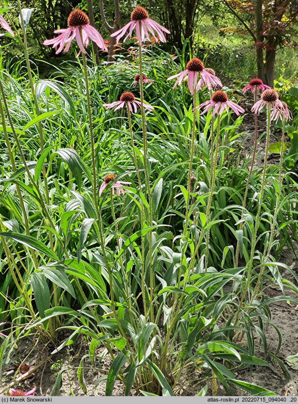 Echinacea angustifolia (jeżówka wąskolistna)