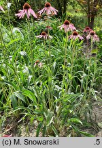 Echinacea angustifolia (jeżówka wąskolistna)