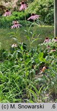 Echinacea angustifolia (jeżówka wąskolistna)