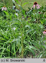 Echinacea angustifolia (jeżówka wąskolistna)