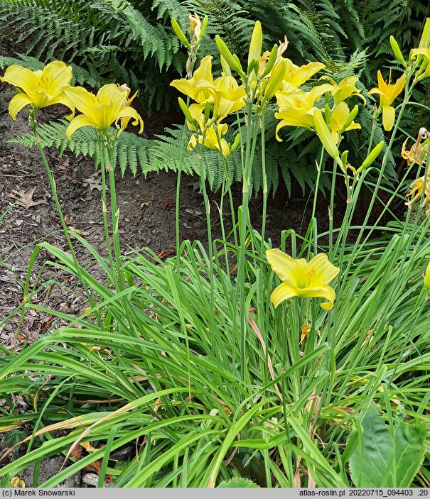 Hemerocallis ×hybrida Buried Treasure