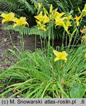 Hemerocallis ×hybrida Buried Treasure