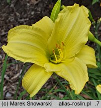 Hemerocallis ×hybrida Buried Treasure
