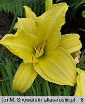 Hemerocallis ×hybrida Buried Treasure