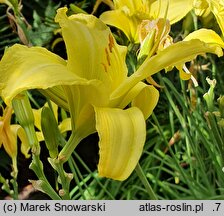 Hemerocallis ×hybrida Buried Treasure