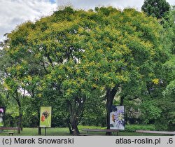 Koelreuteria paniculata (mydleniec wiechowaty)