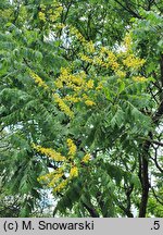 Koelreuteria paniculata (mydleniec wiechowaty)