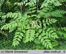 Decaisnea fargesii (palecznik chiński)