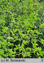 Citrus trifoliata (pomarańcza trójlistkowa)