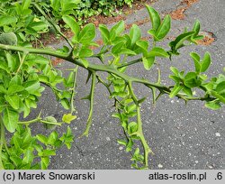 Citrus trifoliata (pomarańcza trójlistkowa)