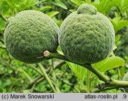 Citrus trifoliata (pomarańcza trójlistkowa)