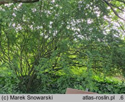 Cotoneaster hupehensis (irga hupejska)