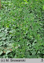 Cotoneaster hupehensis (irga hupejska)