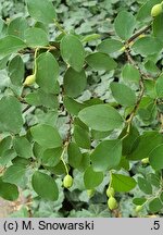 Cotoneaster hupehensis (irga hupejska)