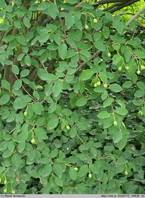 Cotoneaster hupehensis (irga hupejska)