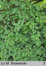 Cotoneaster hupehensis (irga hupejska)