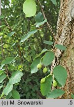 Cotoneaster hupehensis (irga hupejska)