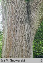 Rhus potaninii (sumak Potanina)