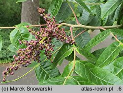 Rhus potaninii (sumak Potanina)